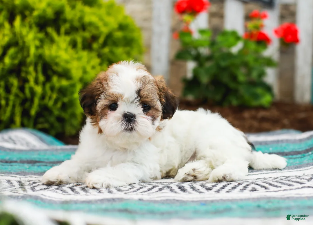 Shih Tzu dogs for sale: Bambi (Raised in Home, Crate Trained & Potty Training!) - Ad 2