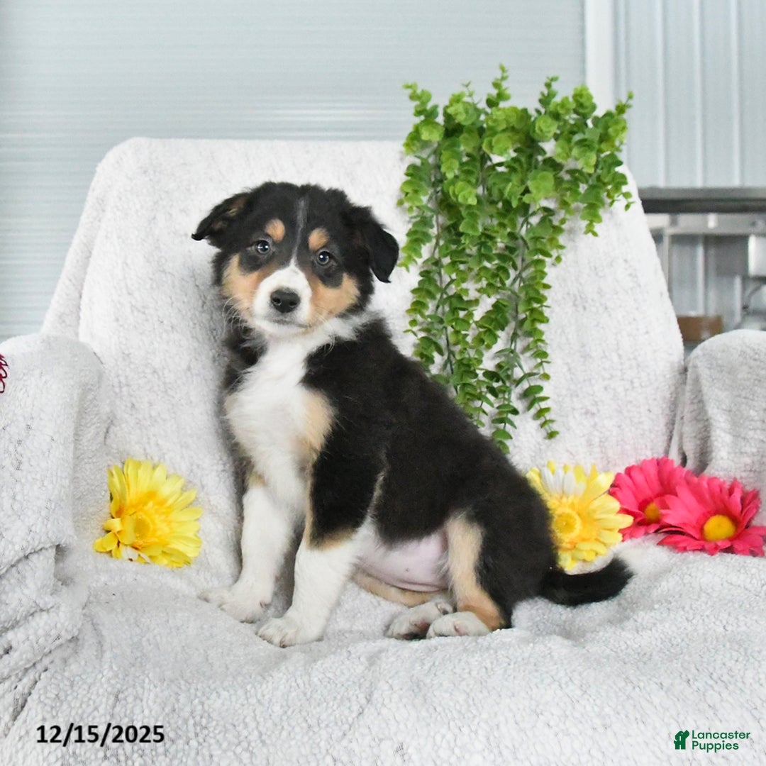 Border Collie dogs for sale: Lucy - Ad 2