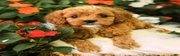 Cavapoo dogs for sale: Buddy - Ad 5