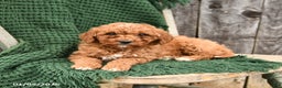 Mini Goldendoodle dogs for sale: Tucker - Ad 3