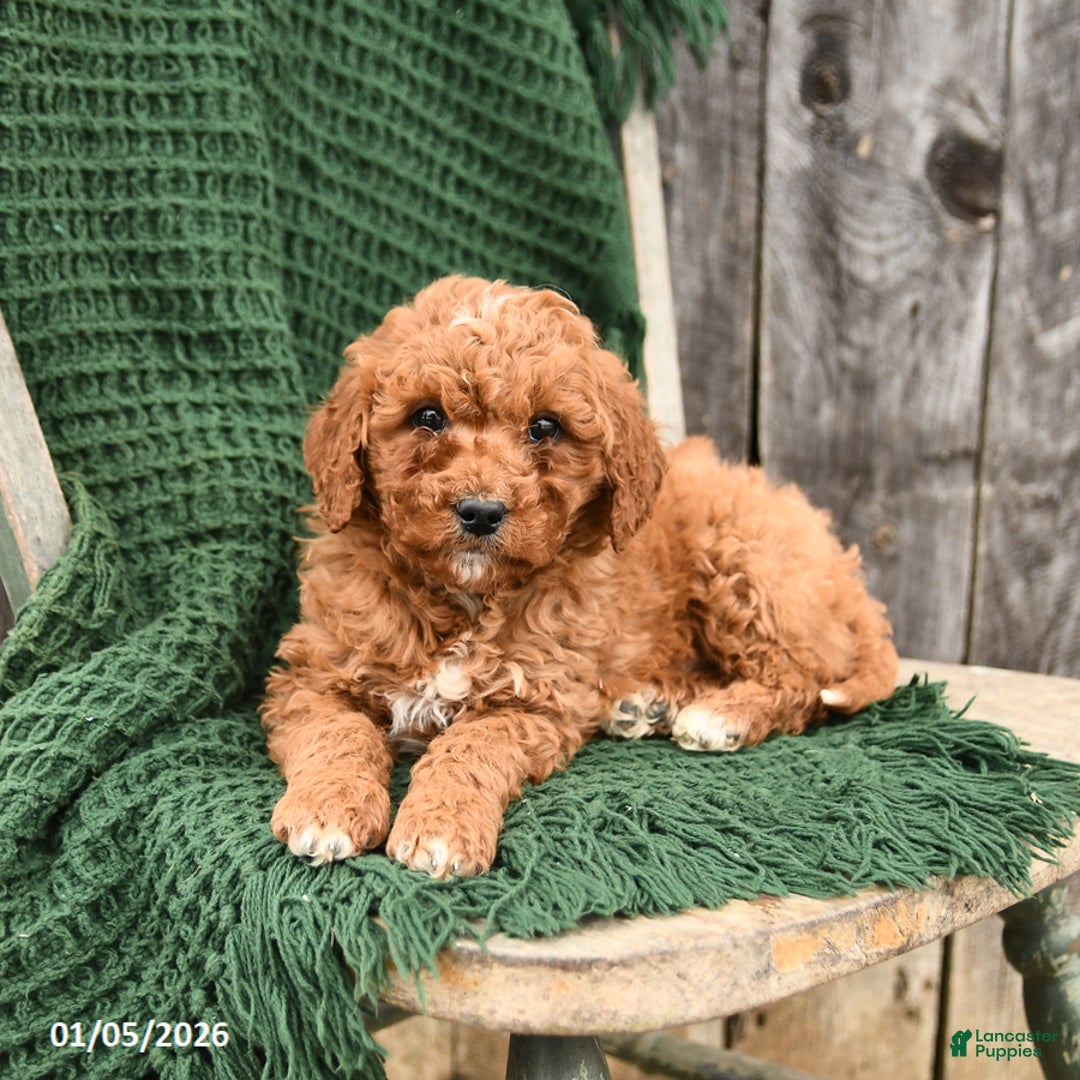Mini Goldendoodle dogs for sale: Tucker - Ad 3