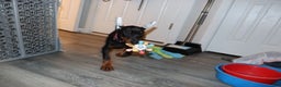 Doberman Pinscher dogs for sale: Colby - Ad 6