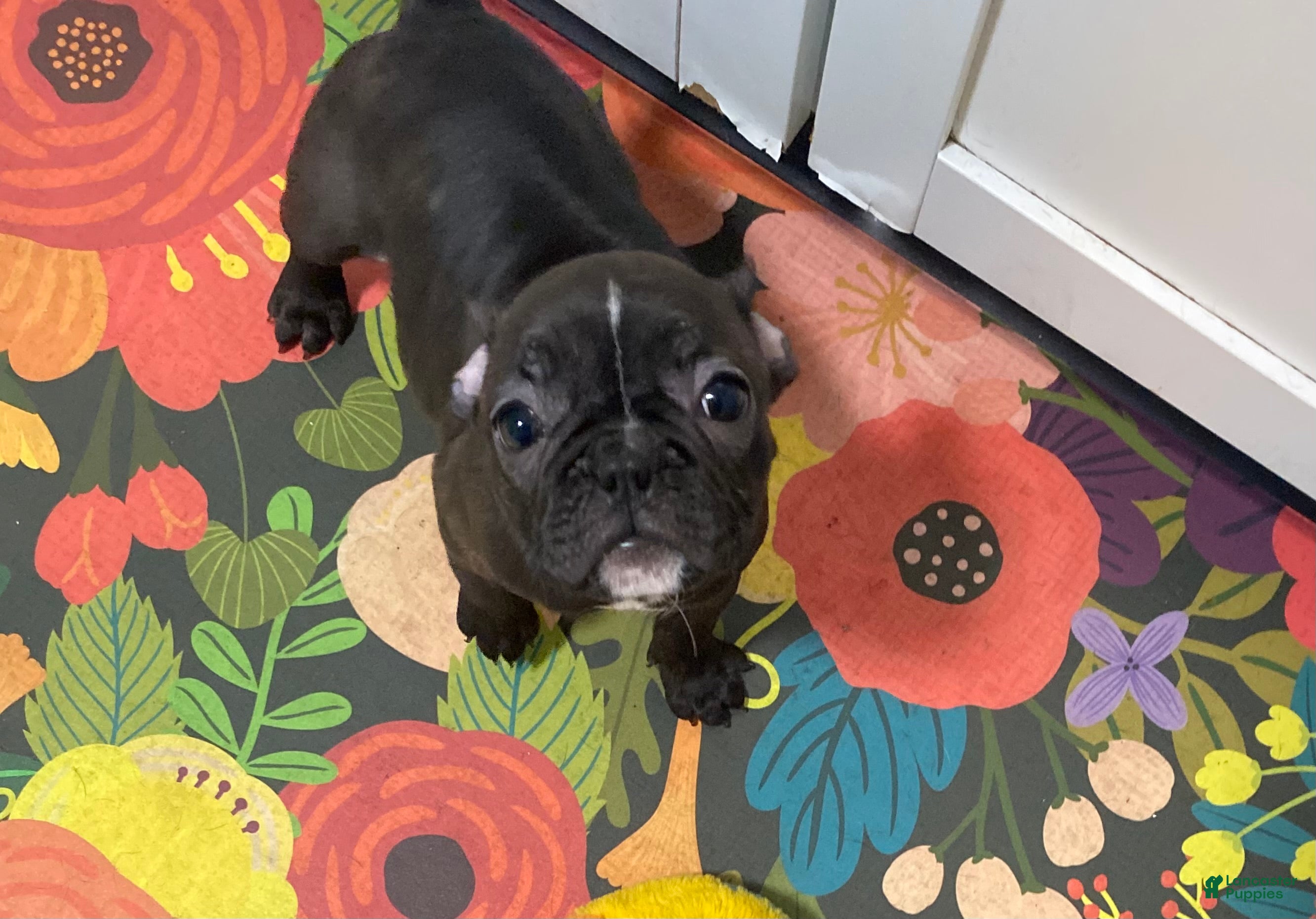 Frenchton dogs Ash  - Ad 31