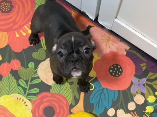 Frenchton dogs Ash - Ad 27