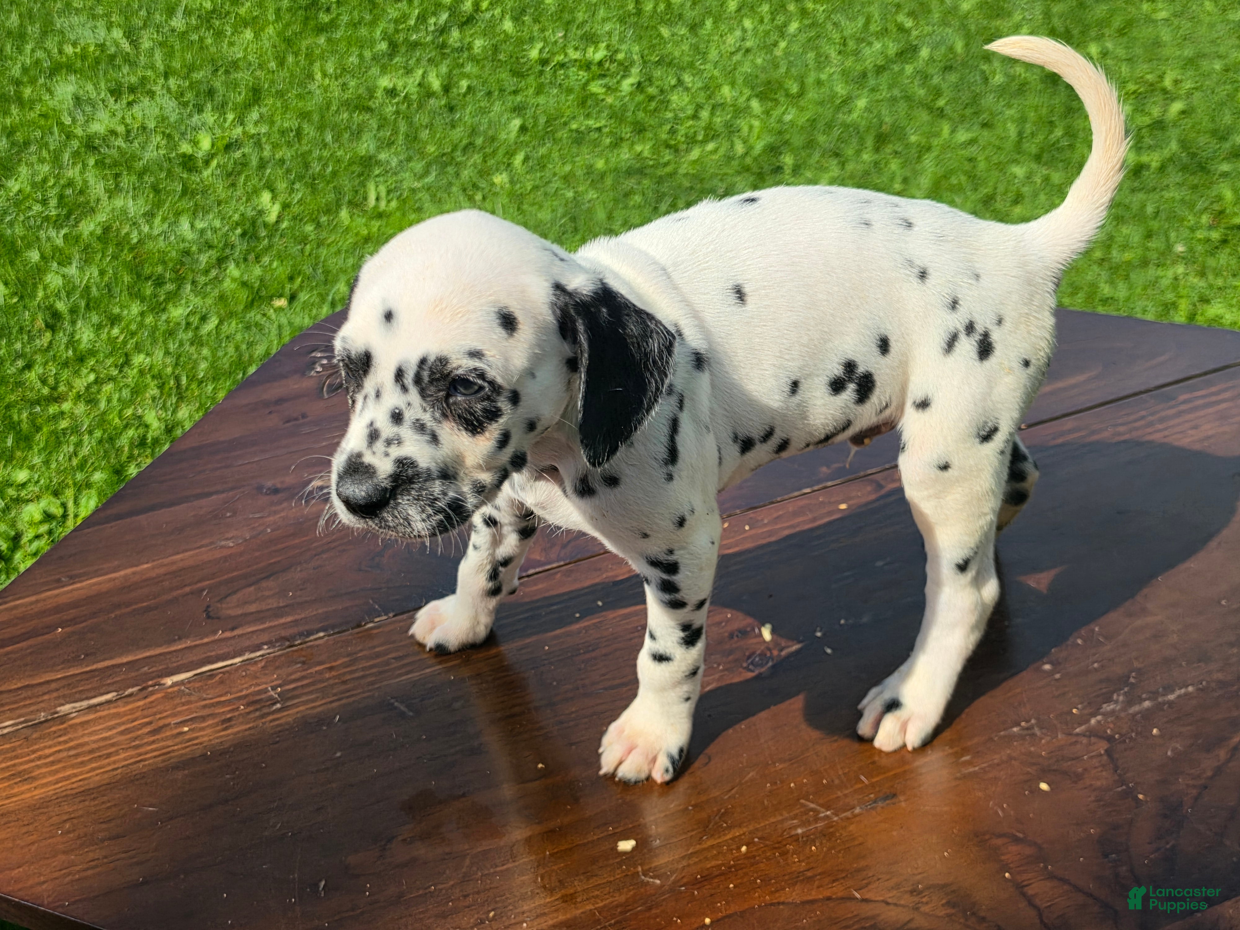 Dalmatian dogs Dalmatian Male 3 - Ad 29
