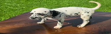 Dalmatian Male 3