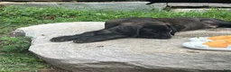 Great Dane dogs for sale: Hefty - Ad 3
