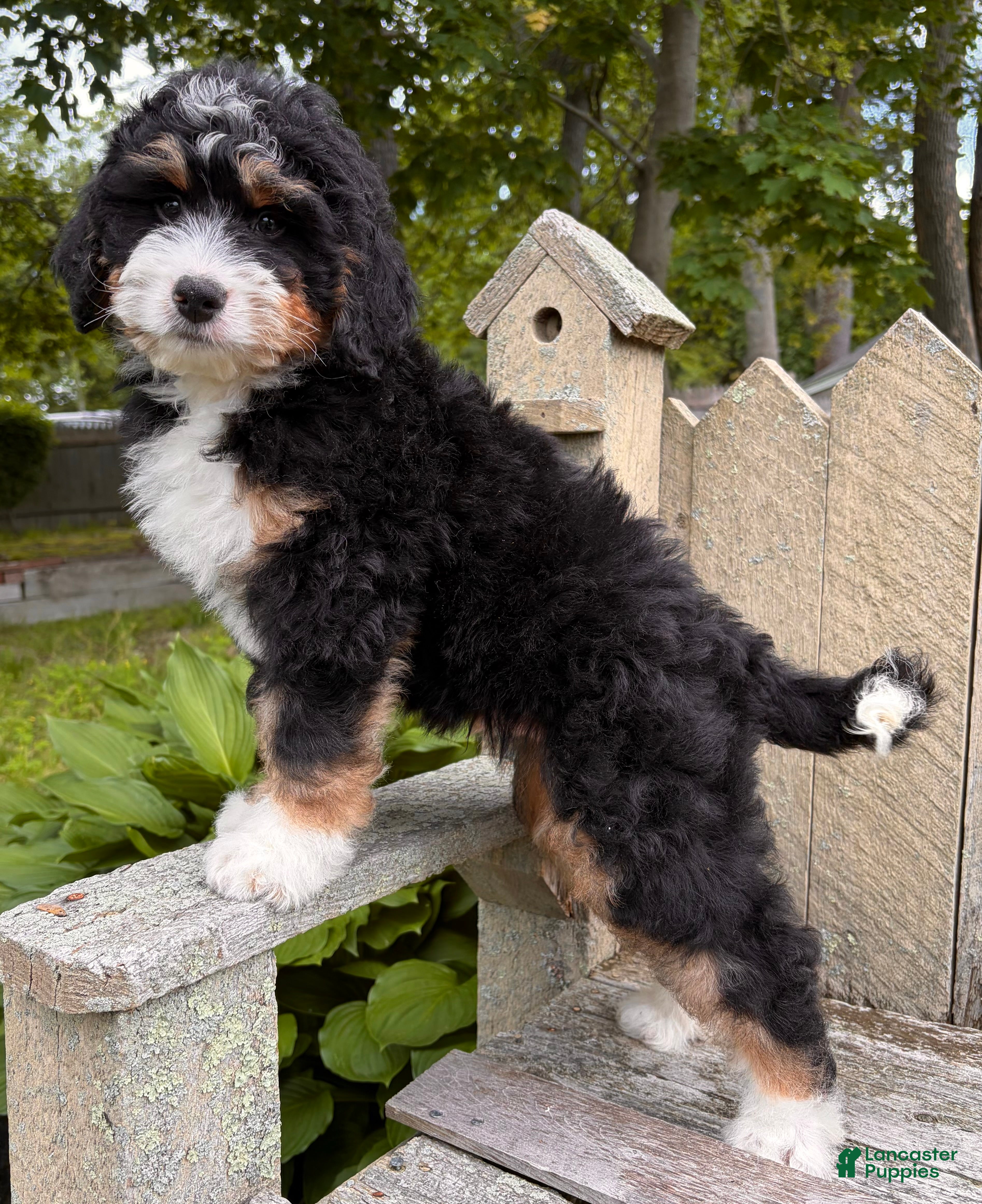 Mini Bernedoodle dogs for sale: 🩶IN BOSTON MASSACHUSETTS AREA🩶MINI BERNEDOODLE BOY🩶 - Ad 4