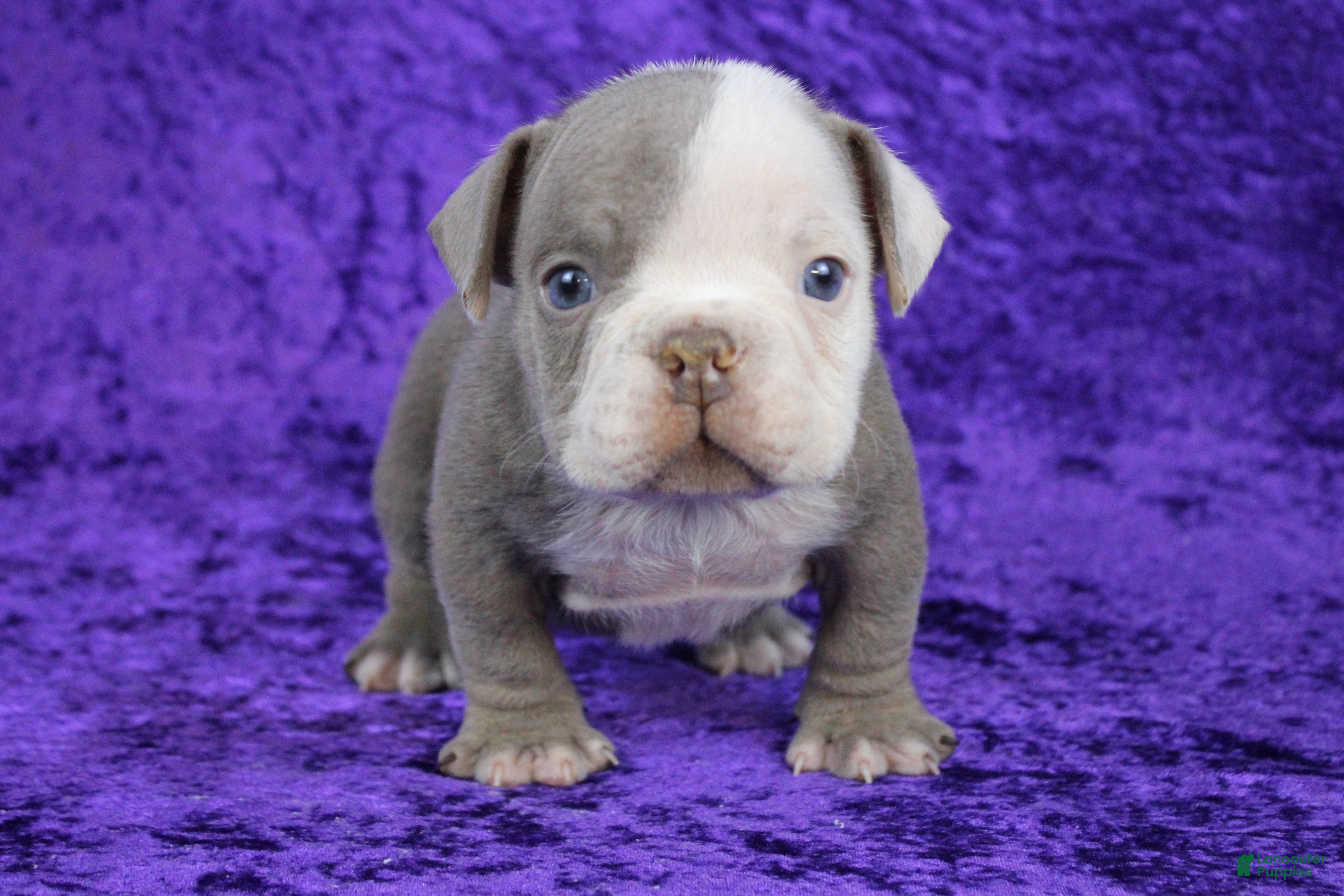 American Bully dogs Lilac/White Male - Ad 36