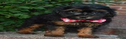 Shihpoo dogs for sale: Sunny - Ad 7