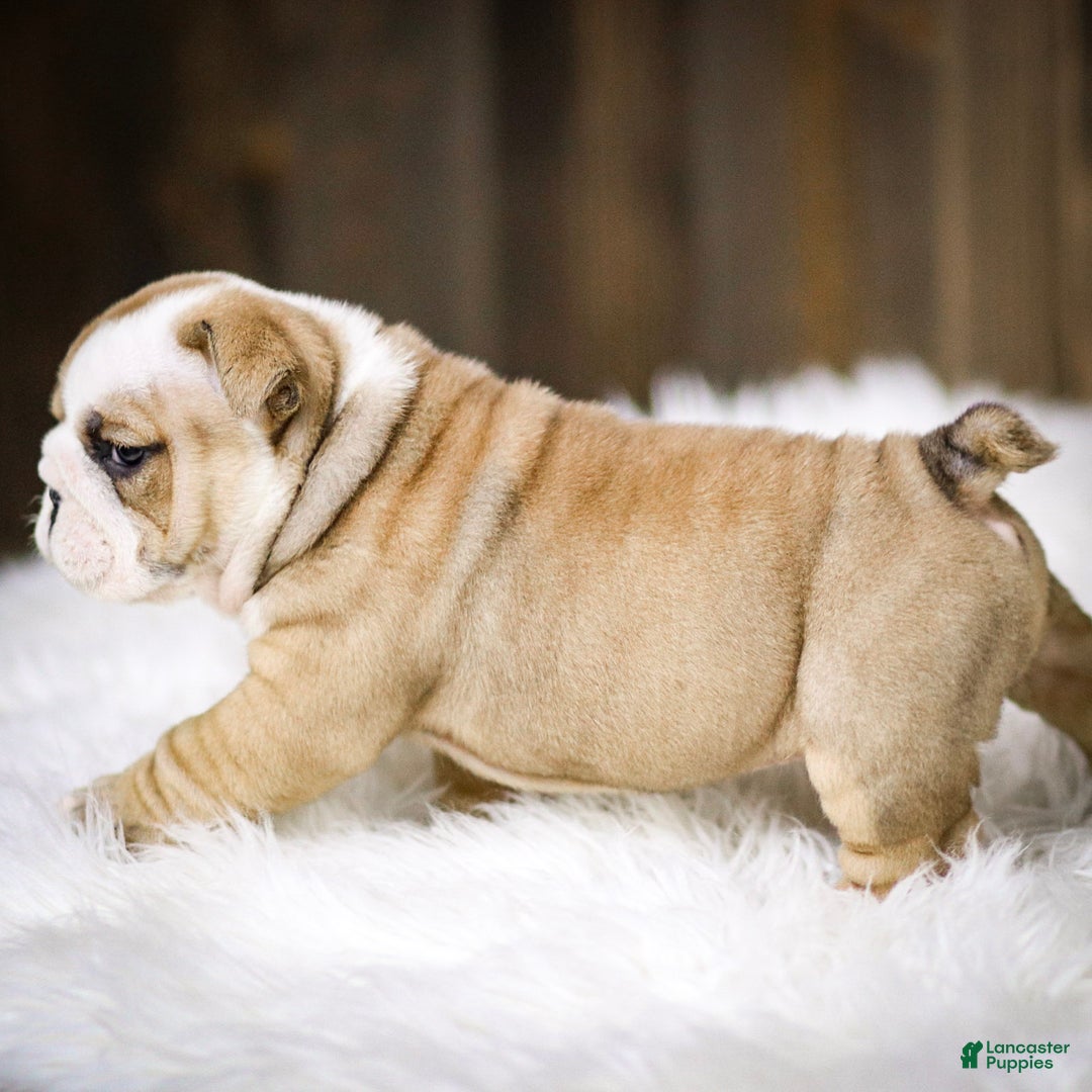 English Bulldog dogs for sale: Rudolph - Ad 12