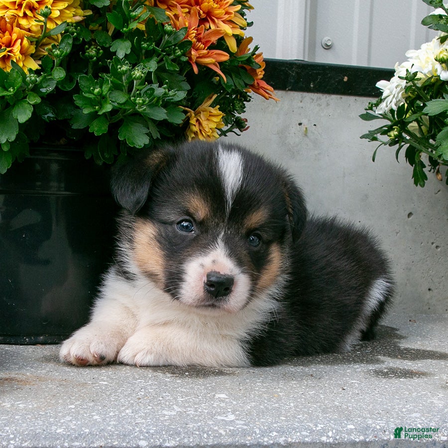 Welsh Corgi Pembroke dogs Carver - Ad 1