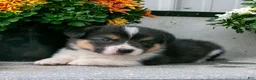 Welsh Corgi Pembroke dogs for sale: Carver - Ad 1