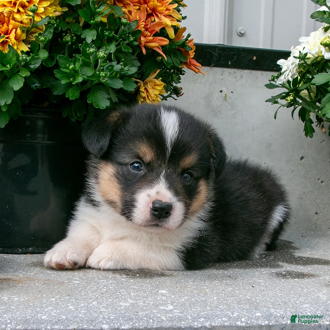 Welsh Corgi Pembroke dogs for sale: Carver - Ad 1