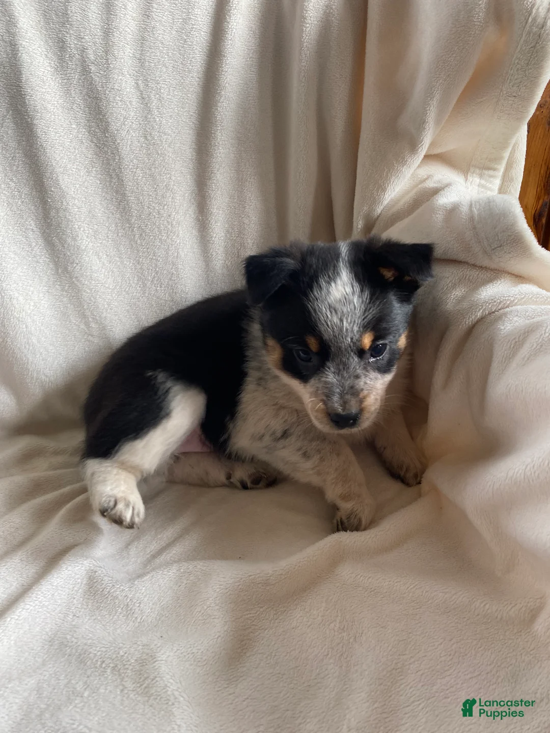 Mixed Breed dogs for sale: Misty  - Ad 6