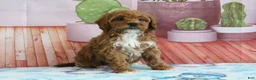 Mini Goldendoodle dogs for sale: Holly - Ad 3