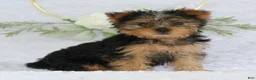 Yorkshire Terrier dogs for sale: Blaze - Ad 1