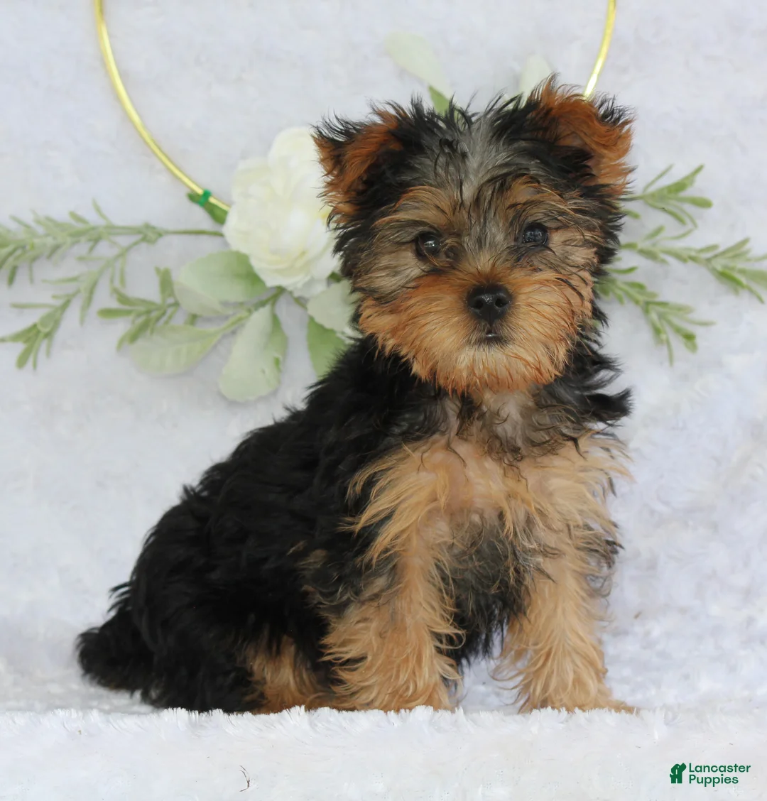 Yorkshire Terrier dogs for sale: Blaze - Ad 1