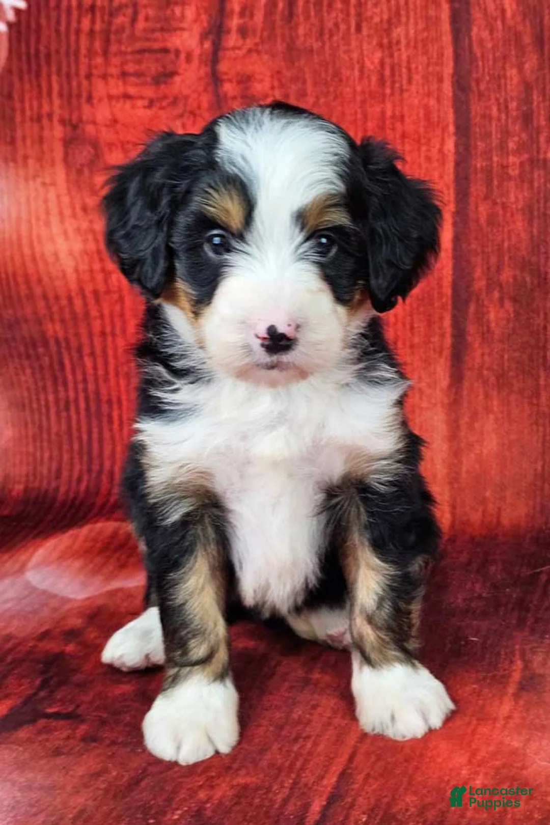 Mini Bernedoodle dogs for sale: Bindi - Ad 1
