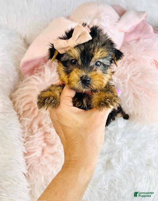 Yorkshire Terrier dogs Yorkshire Terrier Puppy 1 - Ad 29