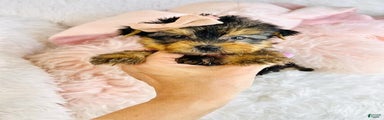 Yorkshire Terrier Puppy 1