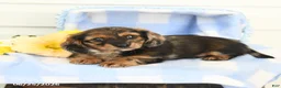 Miniature Dachshund dogs for sale: Bentley - Ad 4