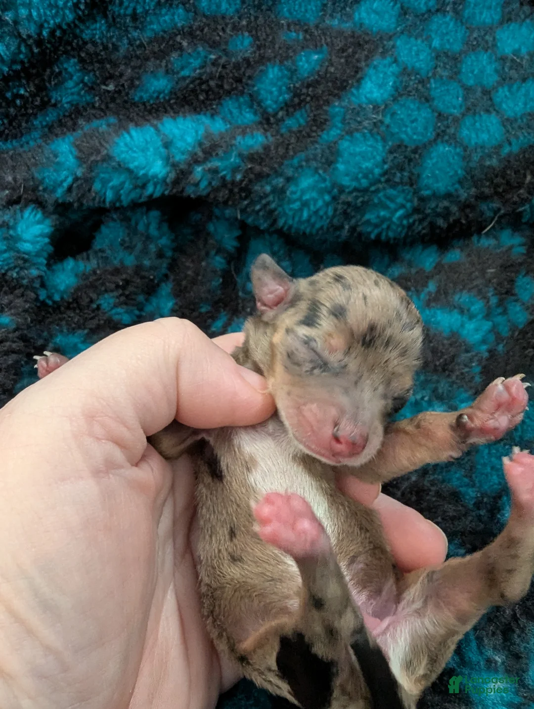 Chihuahua dogs for sale: Sammie - Ad 4