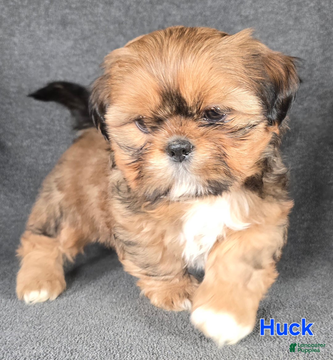 Shih Tzu dogs for sale: Huck - Ad 6