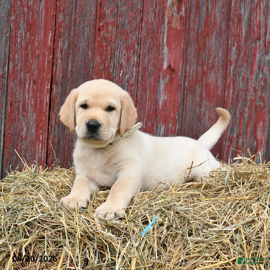 Labrador Retriever dogs Wibur - Ad 2