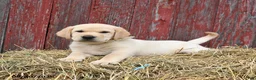Labrador Retriever dogs for sale: Wibur - Ad 2