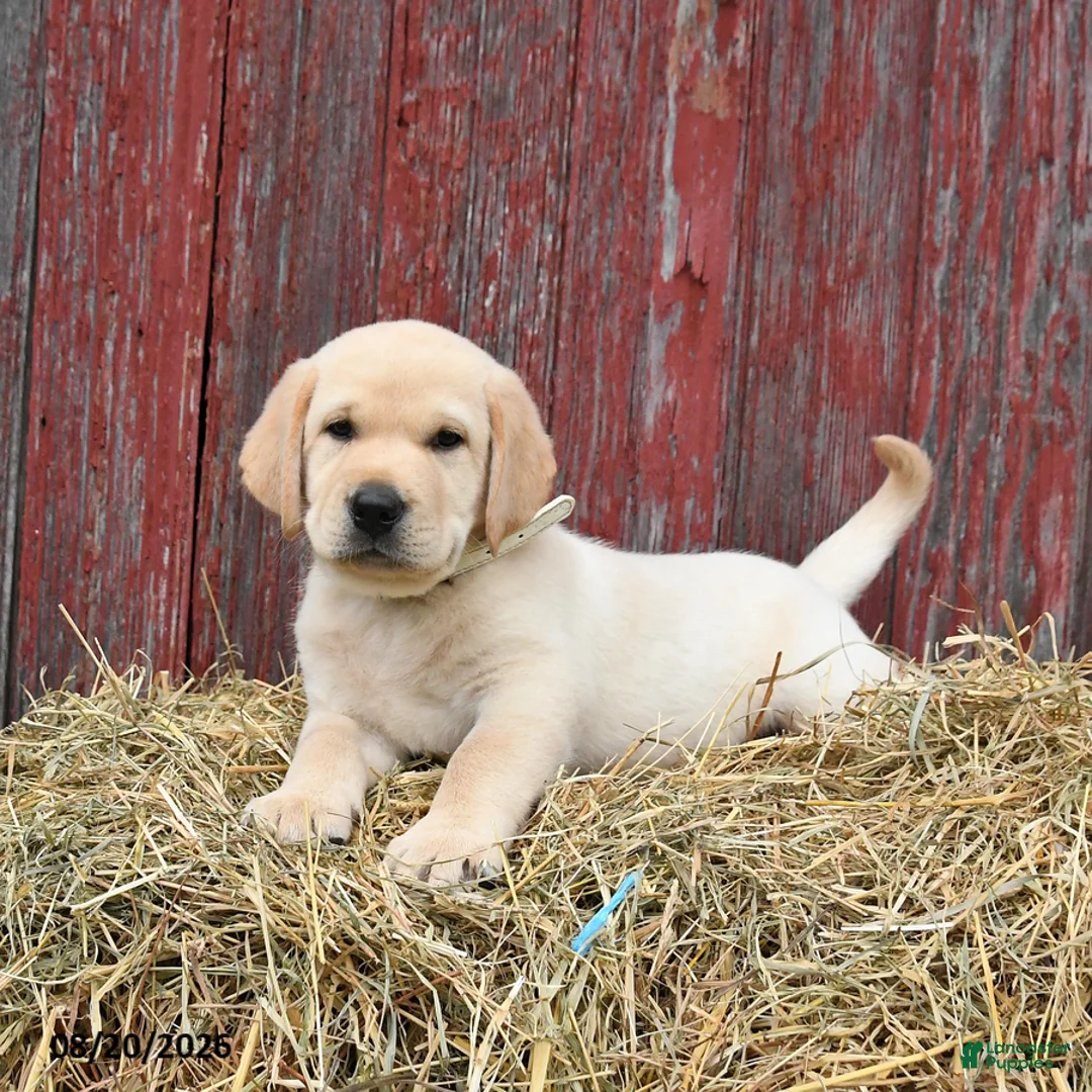 Labrador Retriever dogs for sale: Wibur - Ad 2