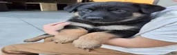 German Shepherd dogs for sale: Skye - Ad 10