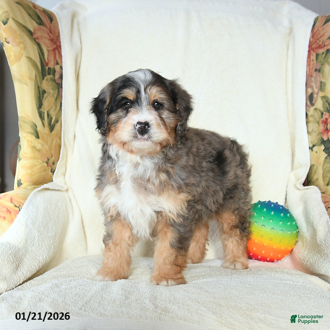 Mini Bernedoodle dogs for sale: River - Ad 5