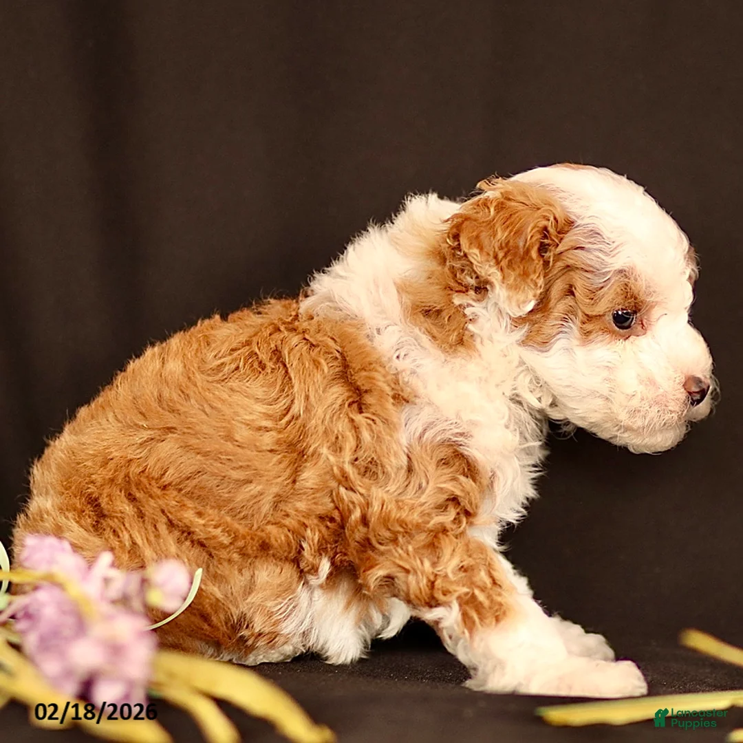 Miniature Poodle dogs for sale: Joey - Ad 3
