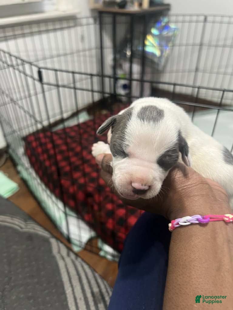 American Bully dogs Eyes - Ad 22