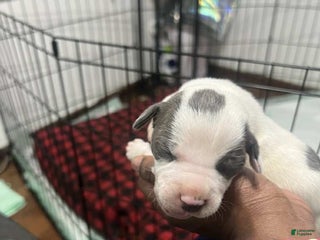 American Bully dogs Eyes - Ad 9