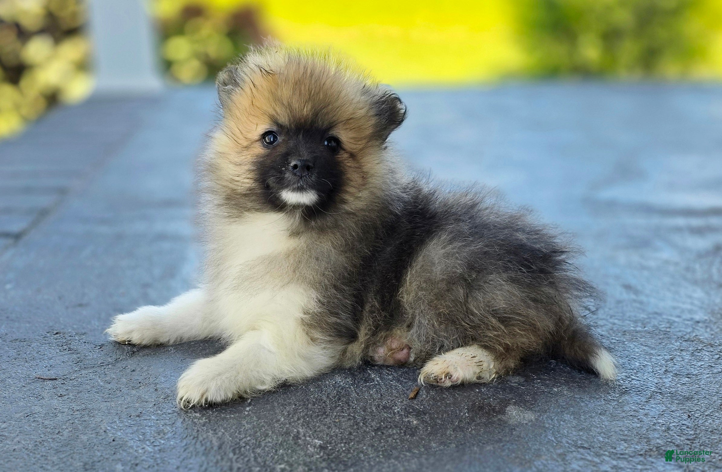 Pomeranian dogs for sale: Sable-Tri color - Ad 1