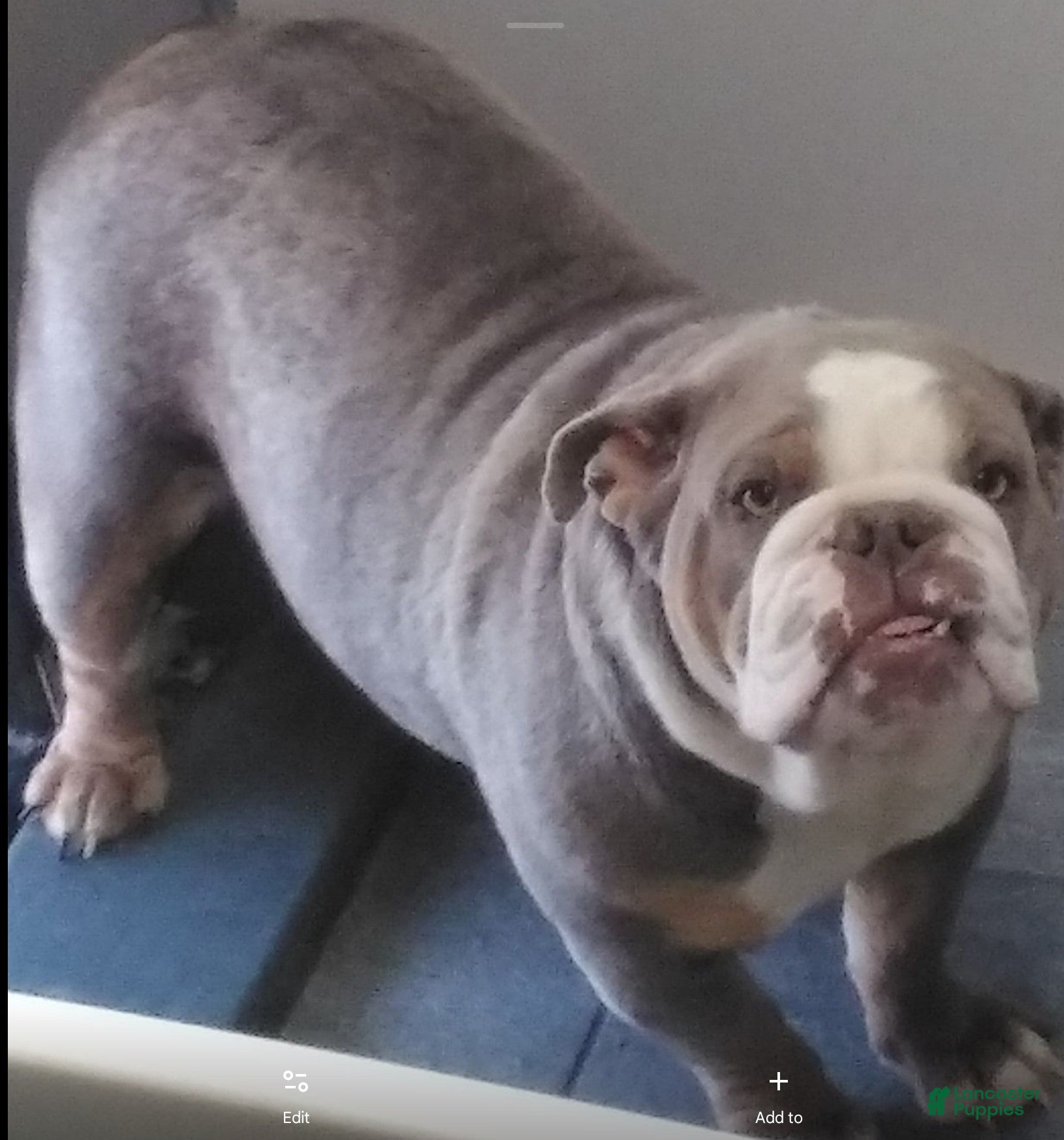 English Bulldog dogs Nasher English Bulldog Puppy  - Ad 2