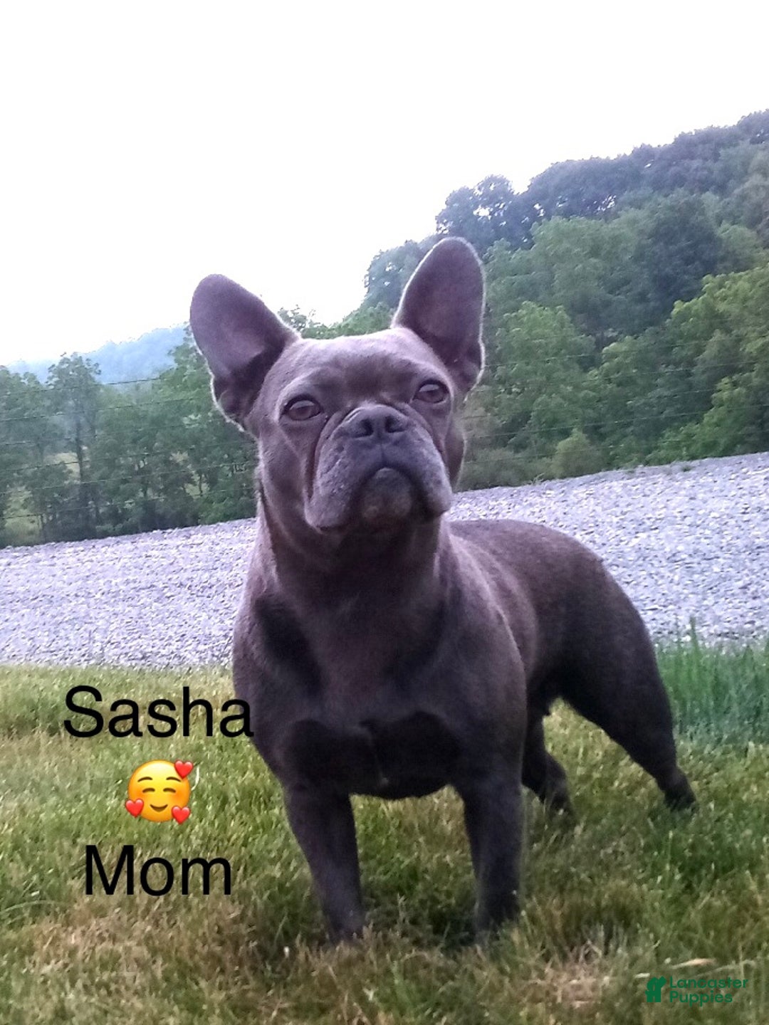 Mixed Breed dogs for sale: Bella - Ad 14