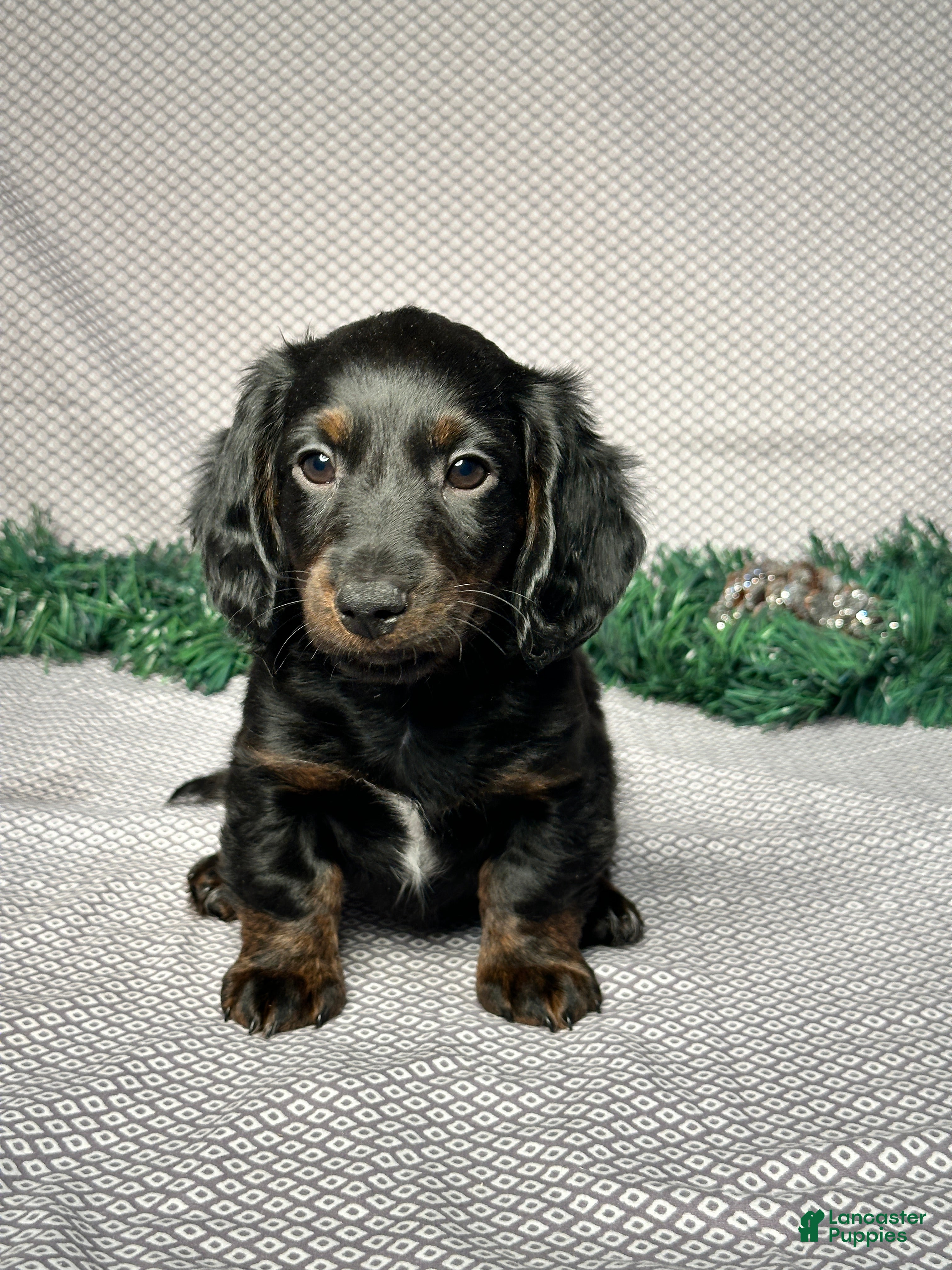 Miniature Dachshund dogs Travis - Ad 8