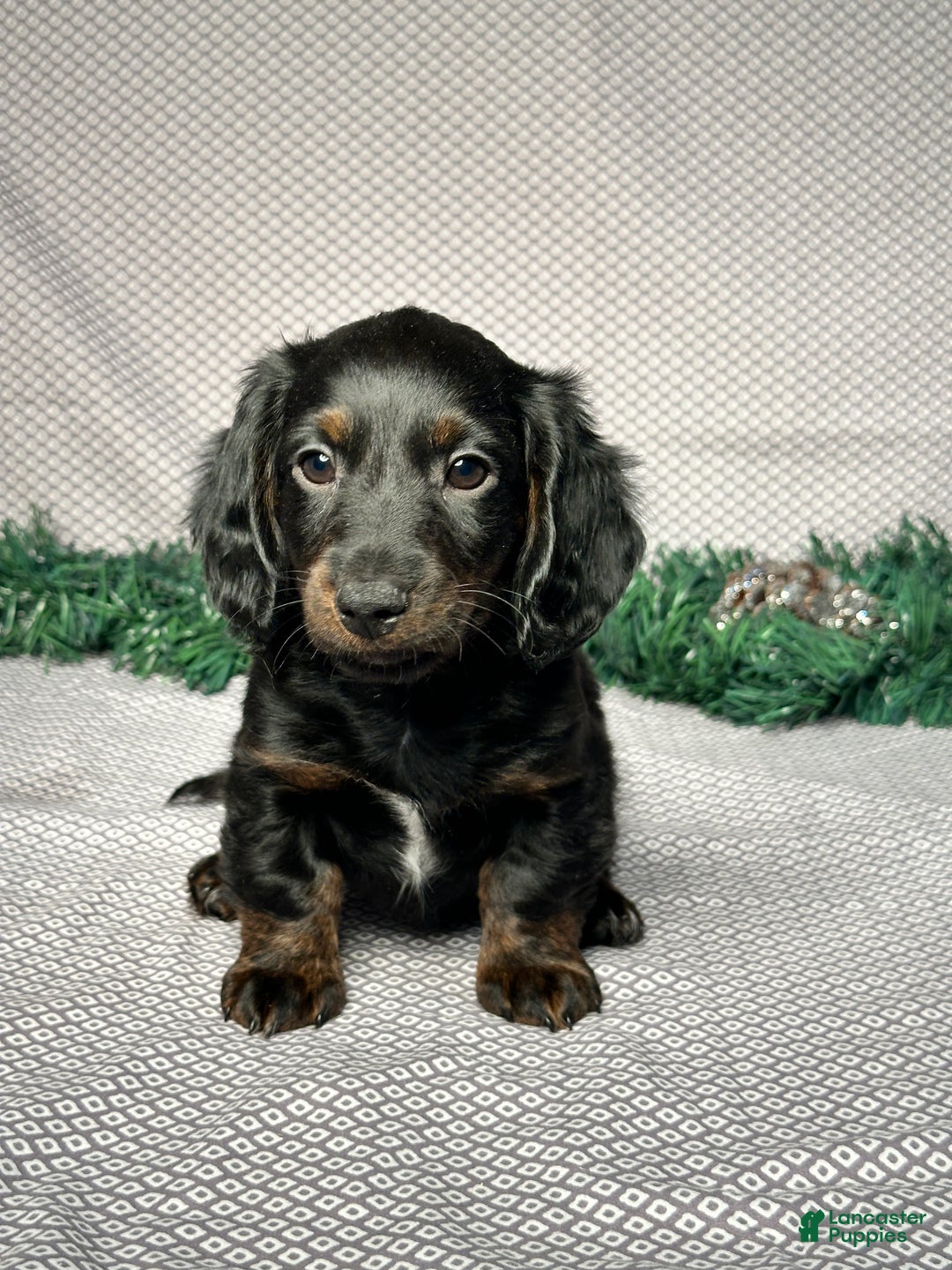 Miniature Dachshund dogs for sale: Travis - Ad 1