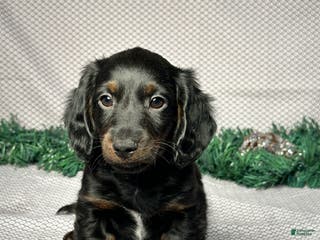 Miniature Dachshund dogs Travis - Ad 8