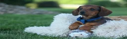 Miniature Dachshund dogs for sale: Hunter 💙🐾 - Ad 8