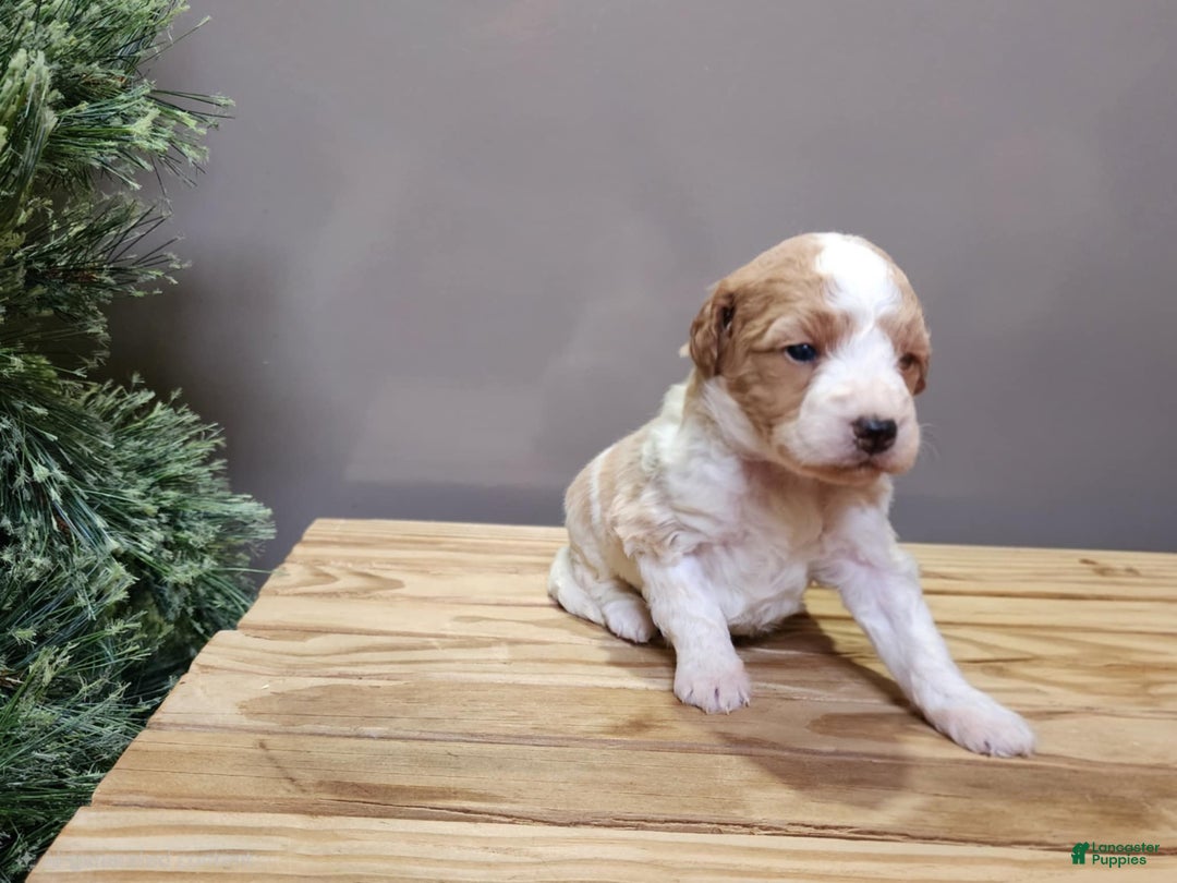 Mini Goldendoodle dogs for sale: Oma - Ad 4