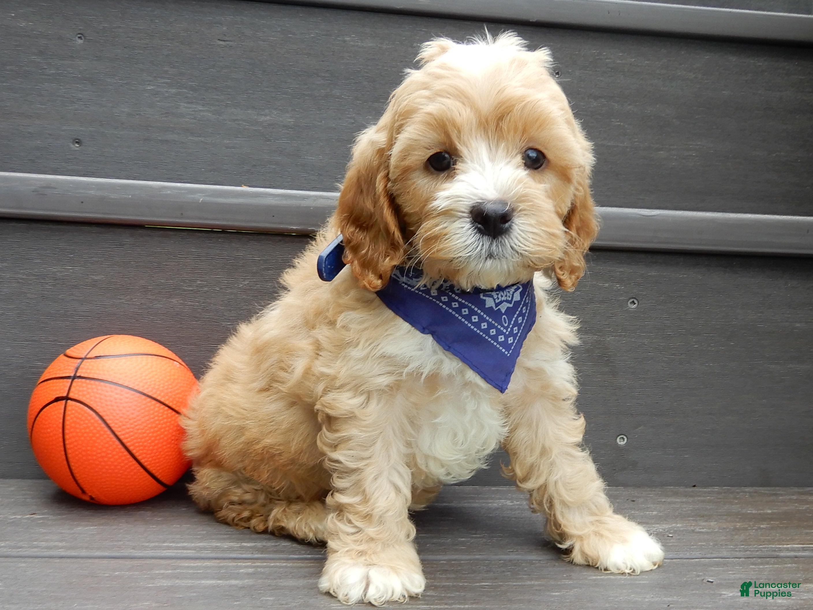 Cavapoo dogs Shawn - Ad 2