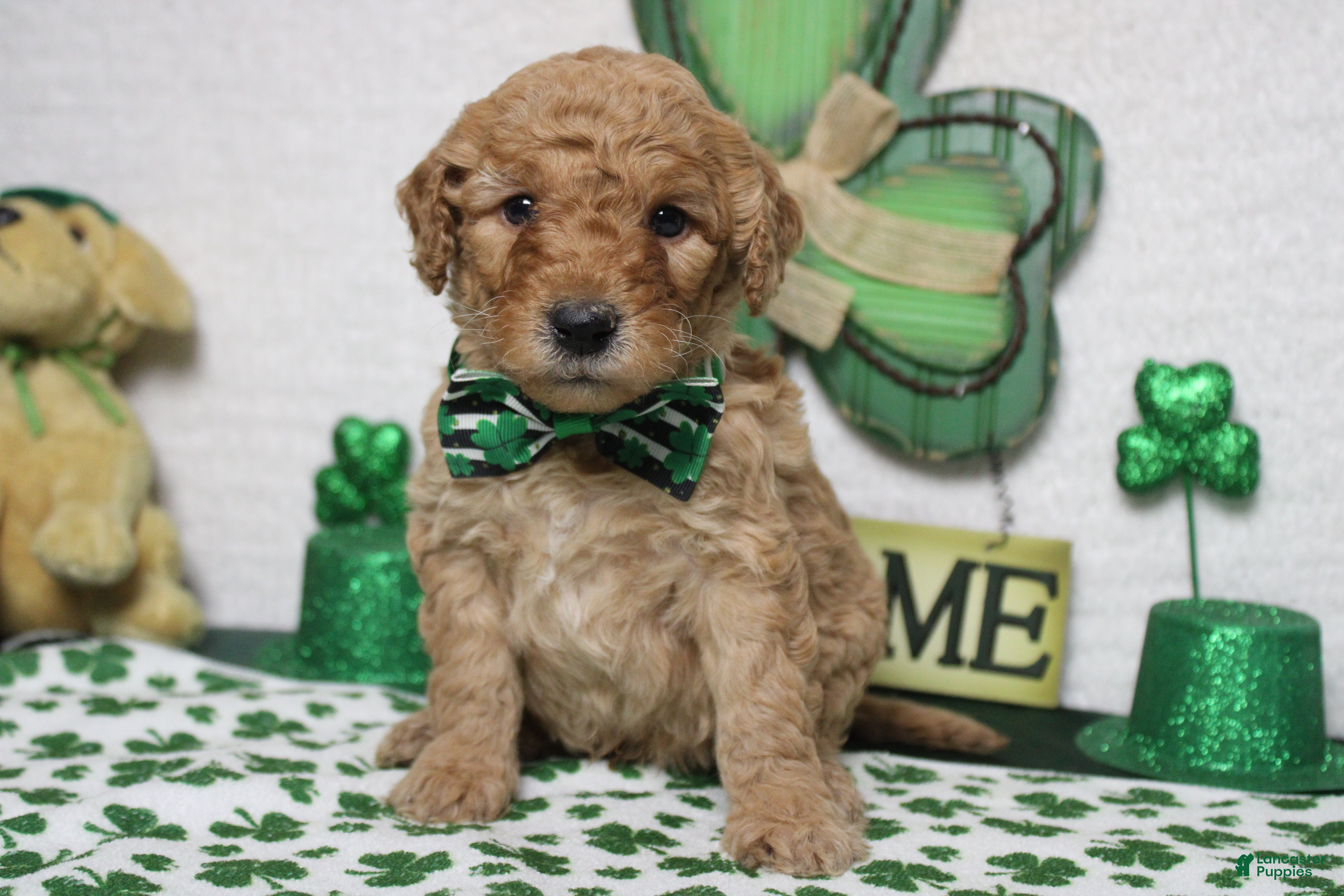 Goldendoodle dogs Pibb - Ad 11