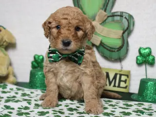 Goldendoodle dogs Pibb - Ad 11