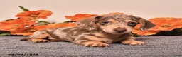 Miniature Dachshund dogs for sale: Irvy - Ad 5