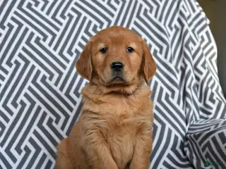 Golden Retriever dogs Lucky Charms - Ad 8