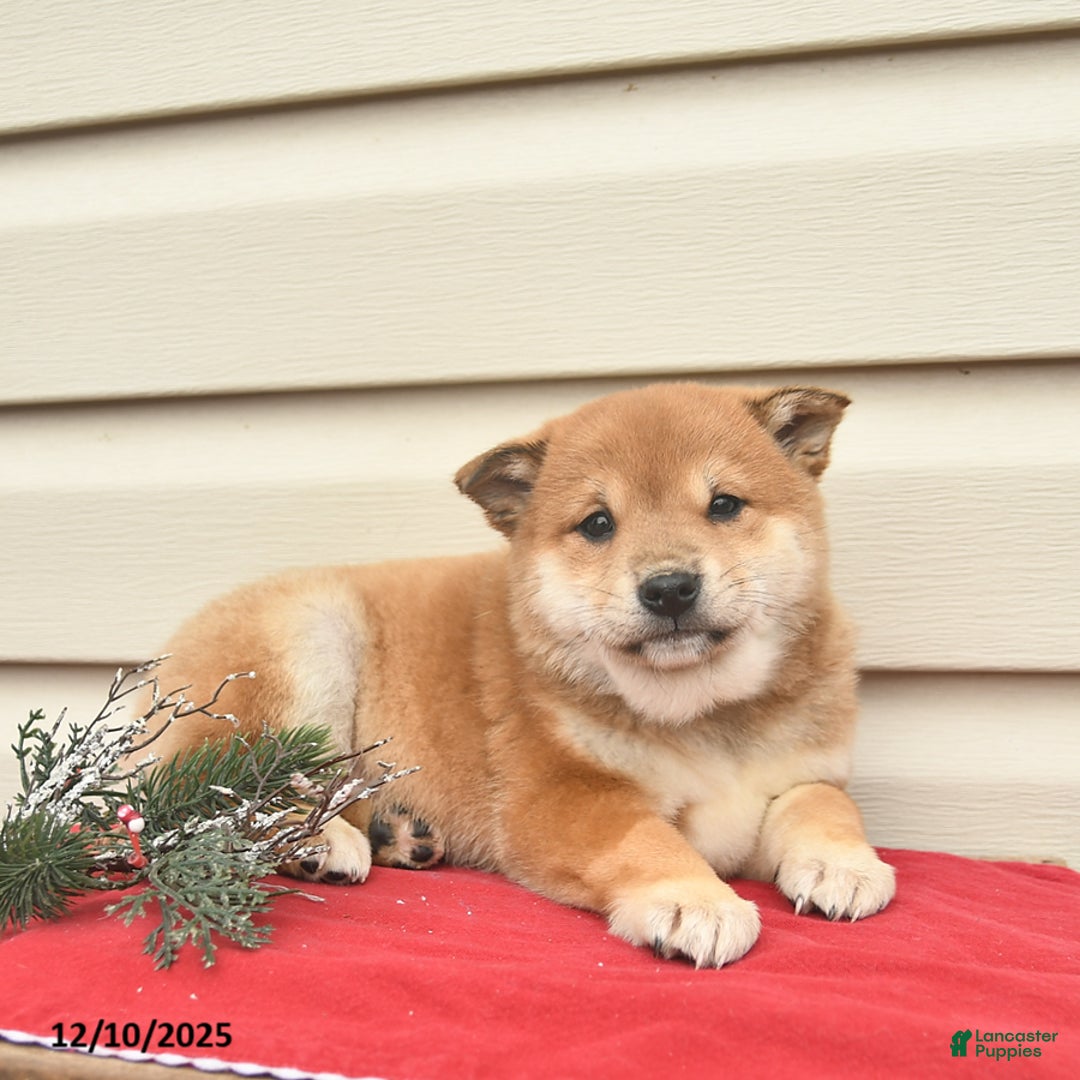 Shiba Inu dogs for sale: Rainbow  - Ad 2